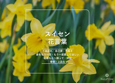 水仙 意味|スイセン（水仙）の花言葉｜名前の由来 ｜ 花言葉・ 